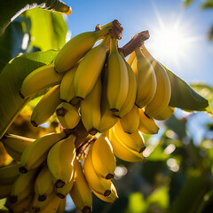 Close-up de bananas em um ramo de árvore, com a luz solar delicadamente refletindo sobre elas.