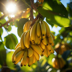 Close-up de bananas em um ramo de árvore, com a luz solar delicadamente refletindo sobre elas.