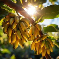 Close-up de bananas em um ramo de árvore, com a luz solar delicadamente refletindo sobre elas.