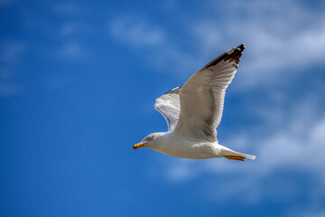 a seagull in the blue sky