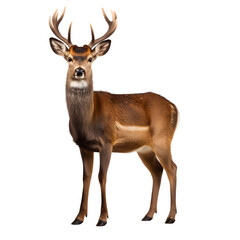 Deer on Transparent Background