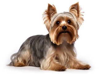 Yorkshire Terrier cute dog isolated on white background