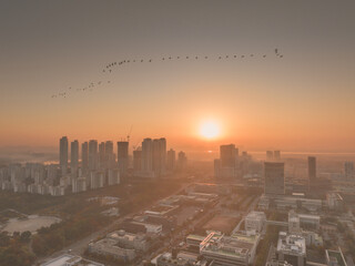 City sunrise and migratory birds