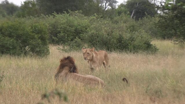 Lionness flirts with male king and prepares to mate as he mounts for intercourse