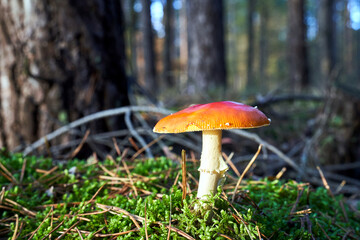 Closeup of toadstool fungus among forest heather bushes during autumn