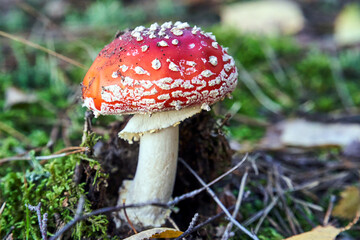 Closeup of toadstool fungus among forest heather bushes during autumn