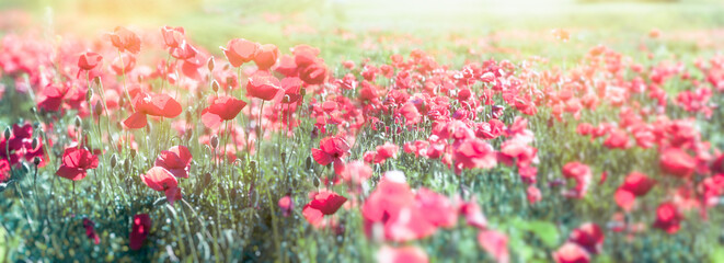 Selective and soft focus on poppy flowers, beautiful spring landscape
