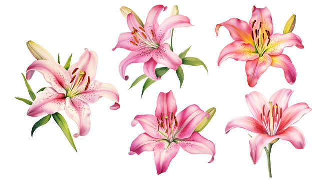 Lilies, set pink flowers on an isolated white background, watercolor vector illustration, collection, greeting card