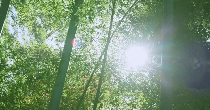 太陽の光が綺麗な森の木