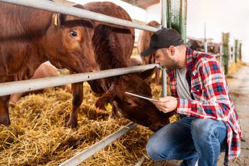 Man farmer uses digital tablet at his livestock farm. Farmer and cow at ranch. Cattle inspection.