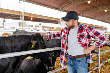Man farmer pets cows at his ranch. Farm worker and black cow.