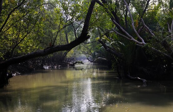 A canal in Sundarbans.Sundarbans is the biggest natural mangrove forest in the world, located between Bangladesh and India.this photo was taken from Bangladesh.