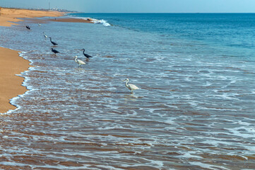 Beautiful clean golden beach of Madhavpur, Gujrat, India.