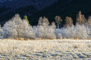 frost-frozen field with cluster of trees in sunlight with forested area in the background