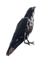 Black raven