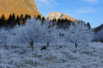 mountain peak in sunshine with frost-frozen bushes