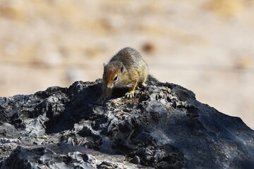 Afrikanisches Buschhörnchen (Paraxerus) am Wasserloch Halali im Etoscha Nationalpark in Namibia.