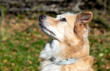 Portrait of mixed breed dog outdoors