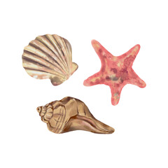 Seashells and starfish. Vector sea illustration in watercolor style. Design element for greeting cards, covers, themed flyers and banners.
