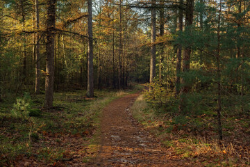 Obraz premium Path in pine forest on a sunny day in autumn.