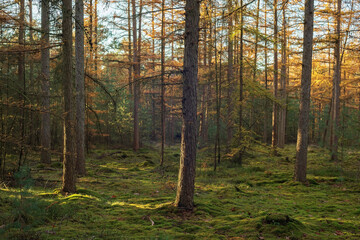 Pine forest with mossy ground on sunny day in autumn.