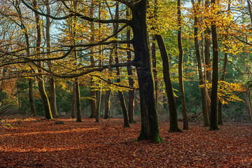 Autumn forest with deciduous trees and ground covered in leaves on a sunny day.