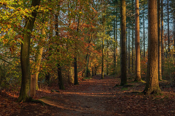 Obraz premium Path in sunny autumn forest with deciduous trees and pines.