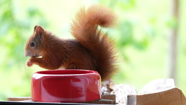 Rotes Eichhörnchen frisst aus roter Schale