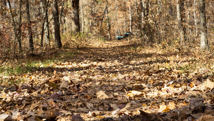 Dirt trail in the woods during autumn