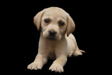 Portrait of a Labrador Retriever dog on an isolated black background.