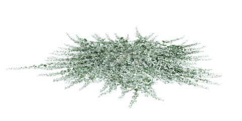 3d illustration of Dichondra Argentea bush isolated on transparent background