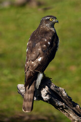 Sparrowhawk // Sperber (Accipiter nisus)