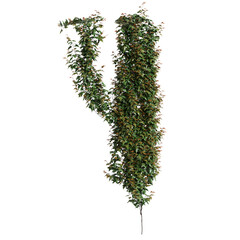 3d illustration of Hedera Helix ivy isolated on transparent background