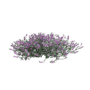 3d illustration of Leucophyllum Frutescens bush isolated on transparent background