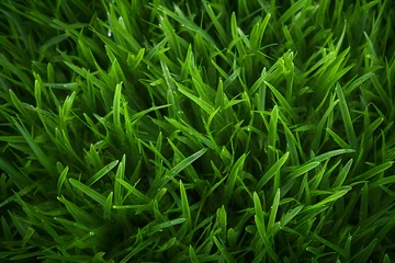 Crédence de cuisine en verre imprimé Herbe Green grass background texture, natural background
