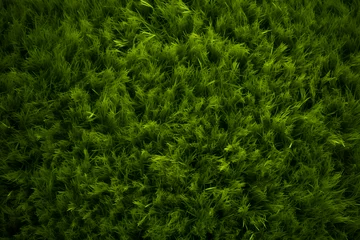 Papier Peint photo Lavable Herbe Green grass background texture, natural background
