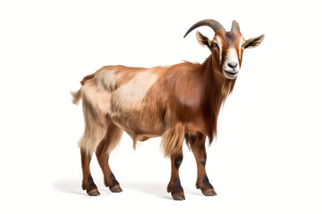 Goat Isolated On White Background