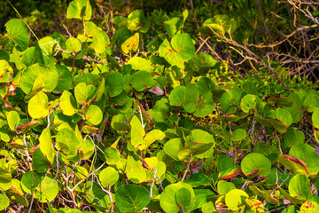 Sea grape plant tree with leaves grapes and seeds Mexico.