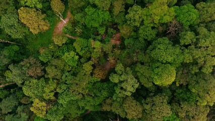 Aerial drone top down shot of lush green primeval jungle forest in remote national park of Thailand