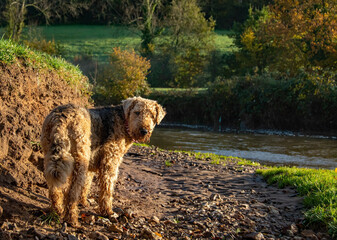 Airedale terrier stood at a riverside in the warm autumnal sunshine. copy space. Pet photograph. teddy bear appearance. copy space.