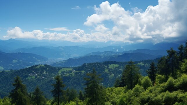 A picture of forest UHD wallpaper