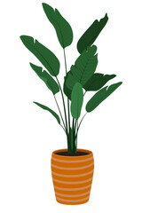 Trendy house plant banana palm in pot, natural home office, decor and urban jungle, isolated on white background