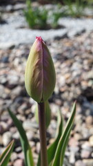 tulip flower in spring, tulip bud