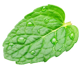 Green fresh peppermint leaf with water drops isolated on white background. Full depth of field. File contains clipping paths. © Екатерина Иванова