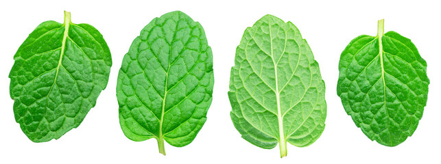 Set of green fresh peppermint leaves or spearmint leaves isolated on white background. Full depth of field. File contains clipping path.