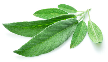 Green sage leaves isolated on white background.