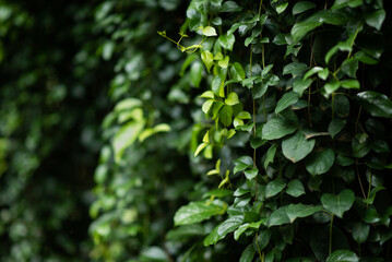 Fototapeta na wymiar Beauty of green leaf plants in a garden