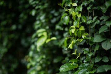 Fototapeta na wymiar Macro view of green leaves