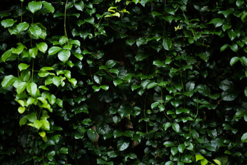 Fototapeta na wymiar Close up of green leaves in a garden