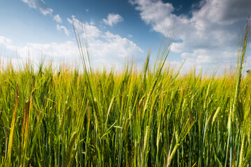 Spring wheats field with clouds on blue sky on background